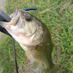 ノーシンカーリグ